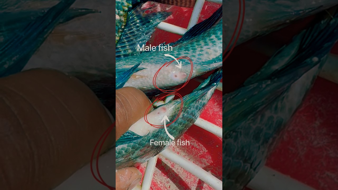 Identify Male & Female Fish Easily 🐟