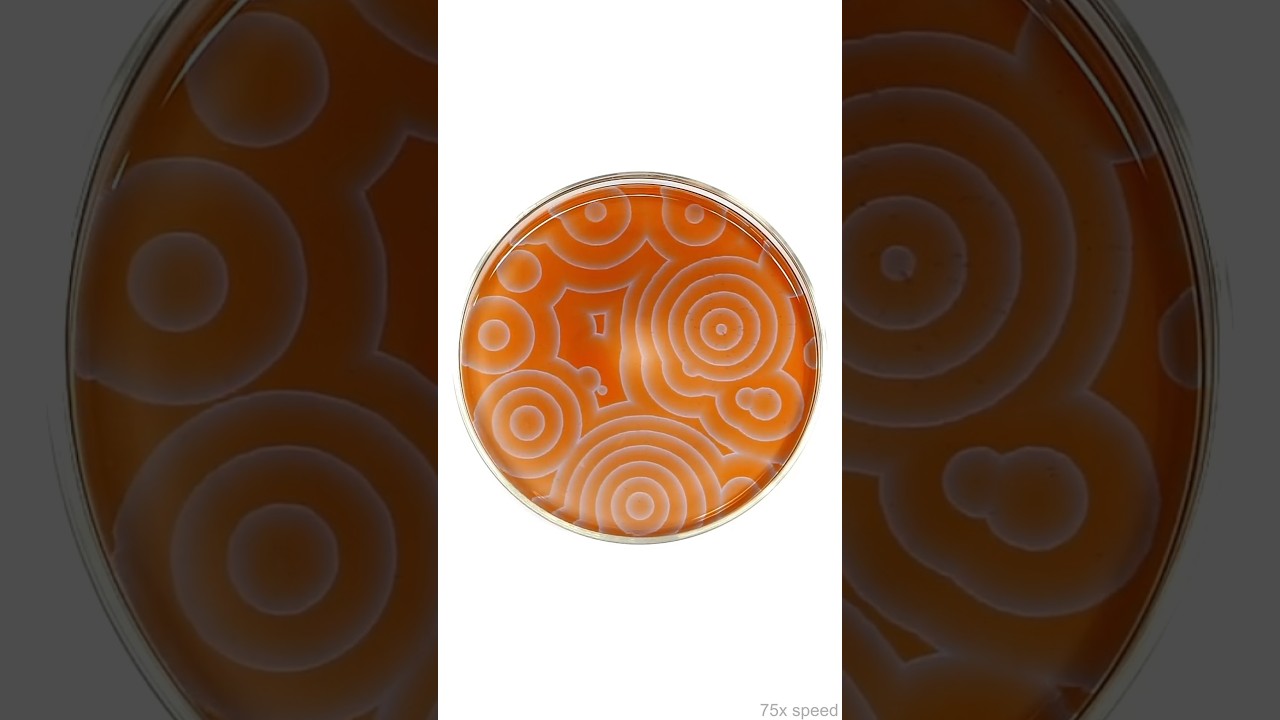 Unbelievable Chemical Reaction: Belousov–Zhabotinsky 🧪