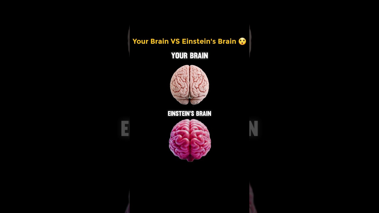 Your Brain vs. Einstein's Brain 🧠