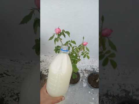 تسريع في نمو النبات بهذا السماد المتوفر في بيتك سماد الخميرة مع السكر يعمل علي تقويه جذور #النباتات