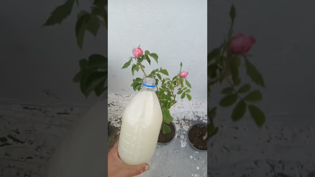 اكتشف سر تسريع نمو نباتاتك باستخدام سماد الخميرة والسكر 🪴