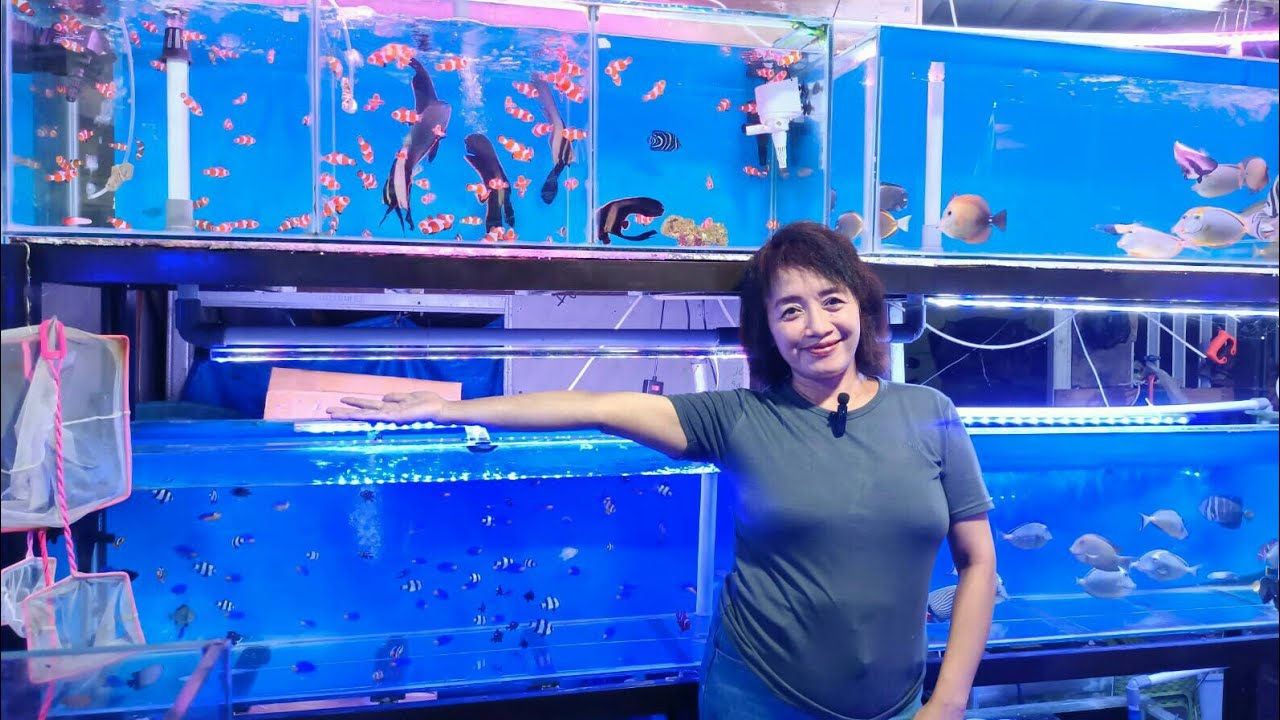 Harga Ikan Hias Laut di Toko Ratu Reef Tank 🐠