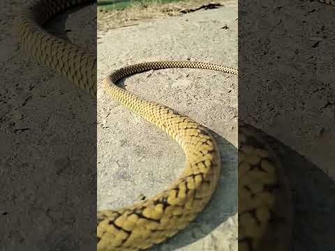 nagin nache gali gali #viral #video #youtubeshorts #trending #viral #shorts #video