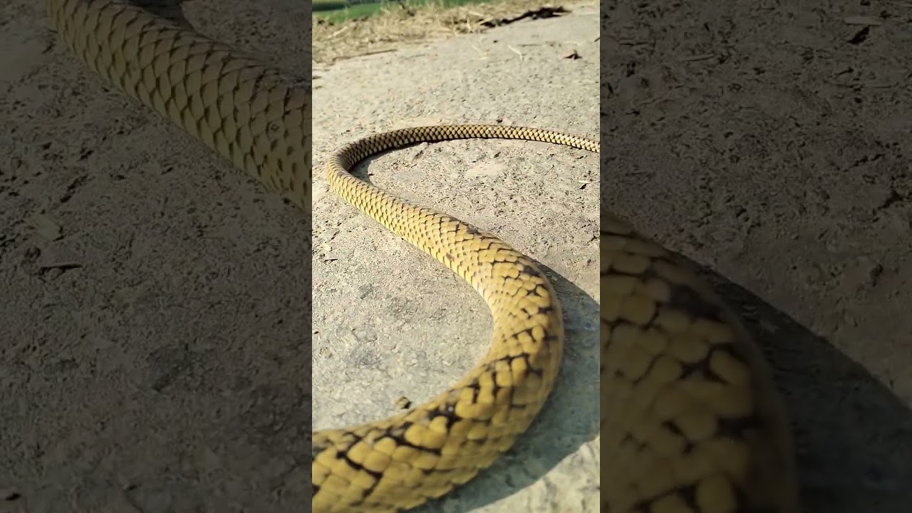 Mesmerizing Nagin Dance Goes Viral! 🐍🔥 #Shorts #Trending