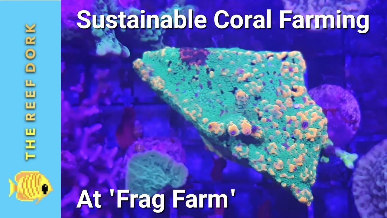 Frag Farm: 12,000+ SPS Corals at UK Facility 🌊