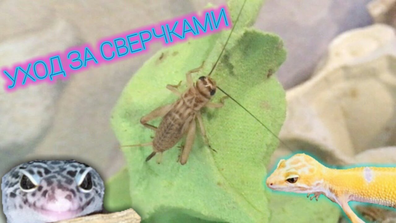 Содержание сверчков и живой корм для рептилий 🦗