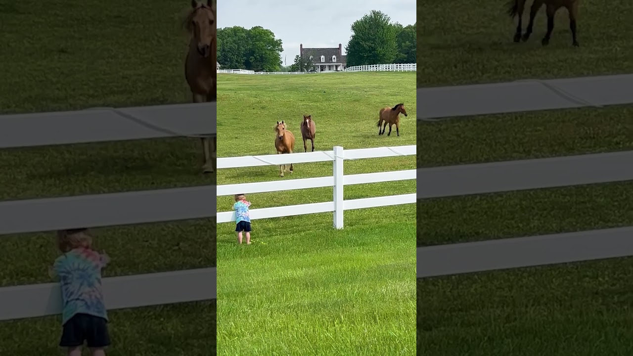 Hail the Horse King! 🐴👑