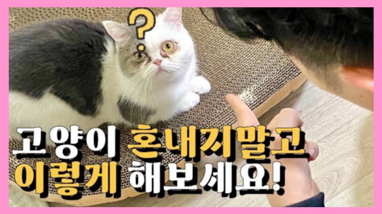 고양이 올바른 훈육법🧡