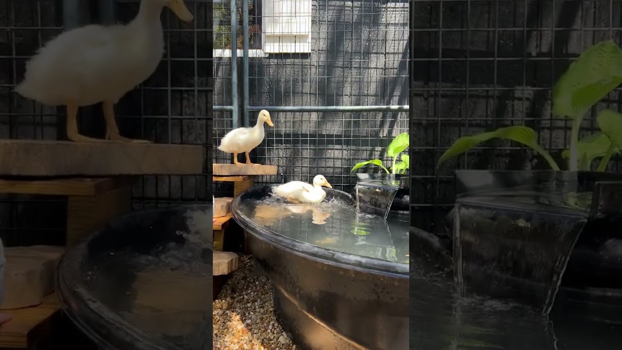 Duck & Chicken Enclosure 🦆🐔