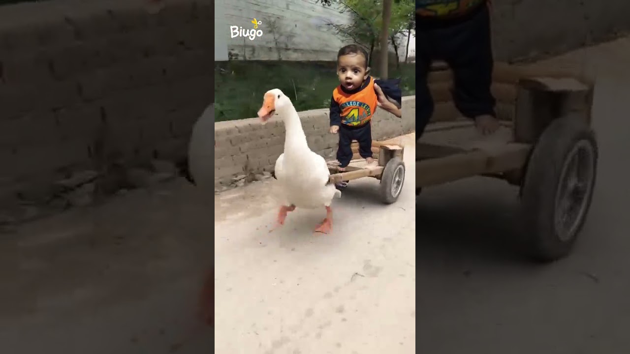 Kuku Fek Video in Gurgaon Sector 72