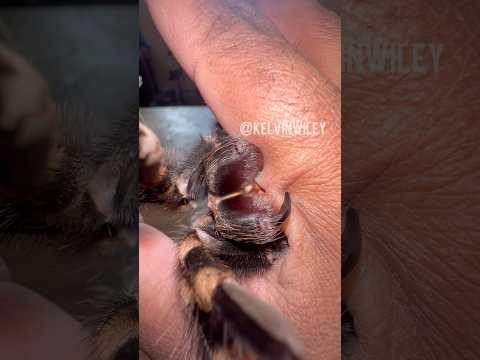 Tarantula Fang Anchoring!!!