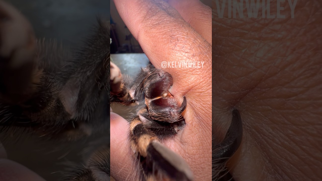 Master the Art of Tarantula Fang Anchoring! 🕷️