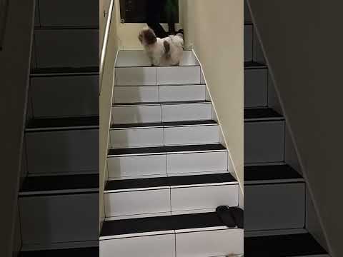 AMIZADE ANIMAL #shorts #shortsfeed #doglover #dogshorts #cachorrosfofos #catvideos #animaisfofos