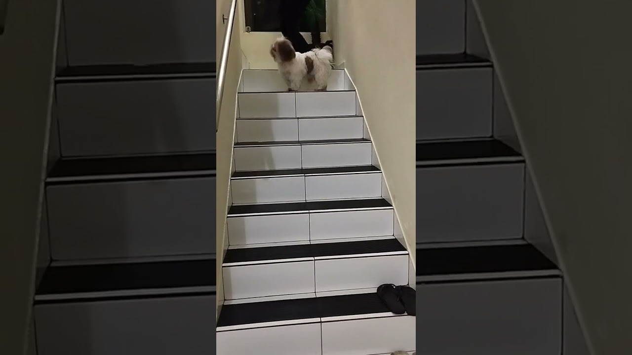 Adorable Animal Friendships That Will Melt Your Heart 🐾