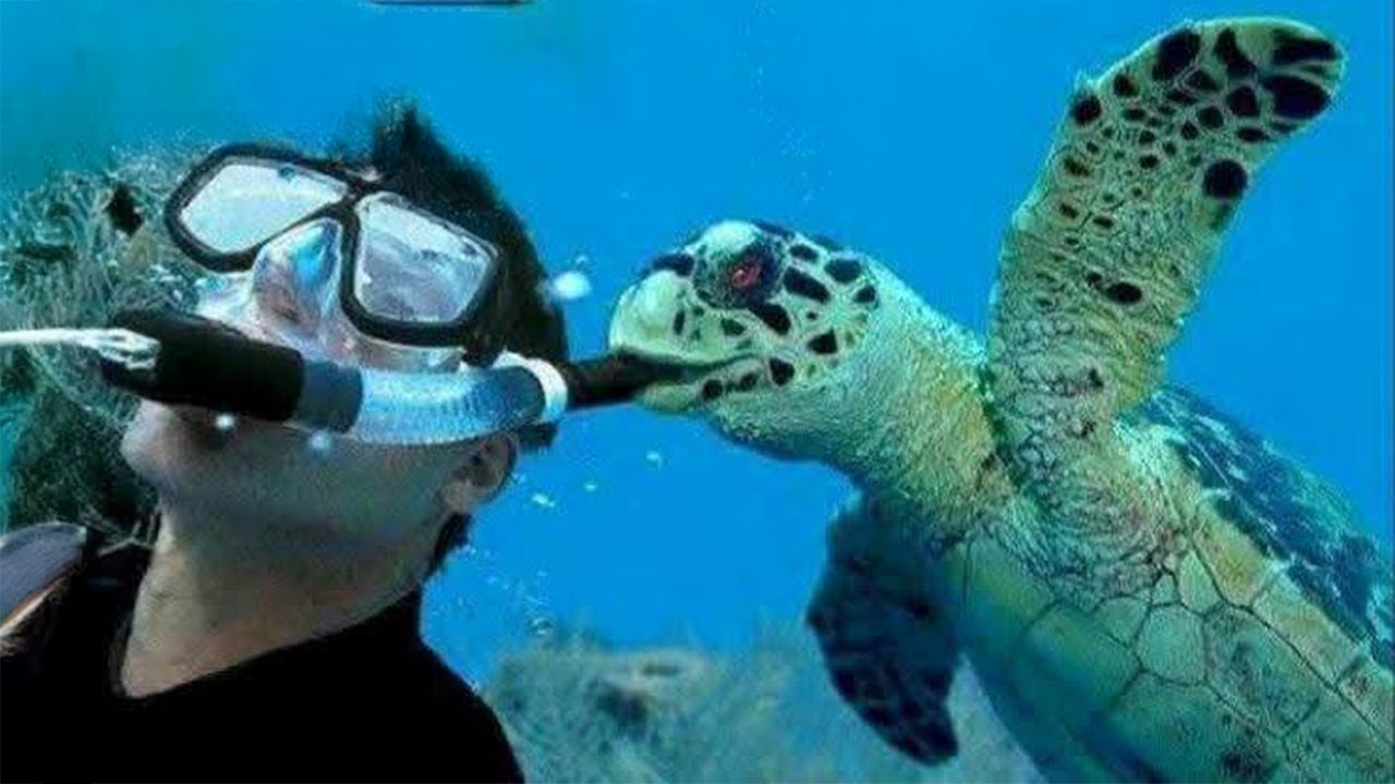 Ocean Animals Surprising Photographers 🤪