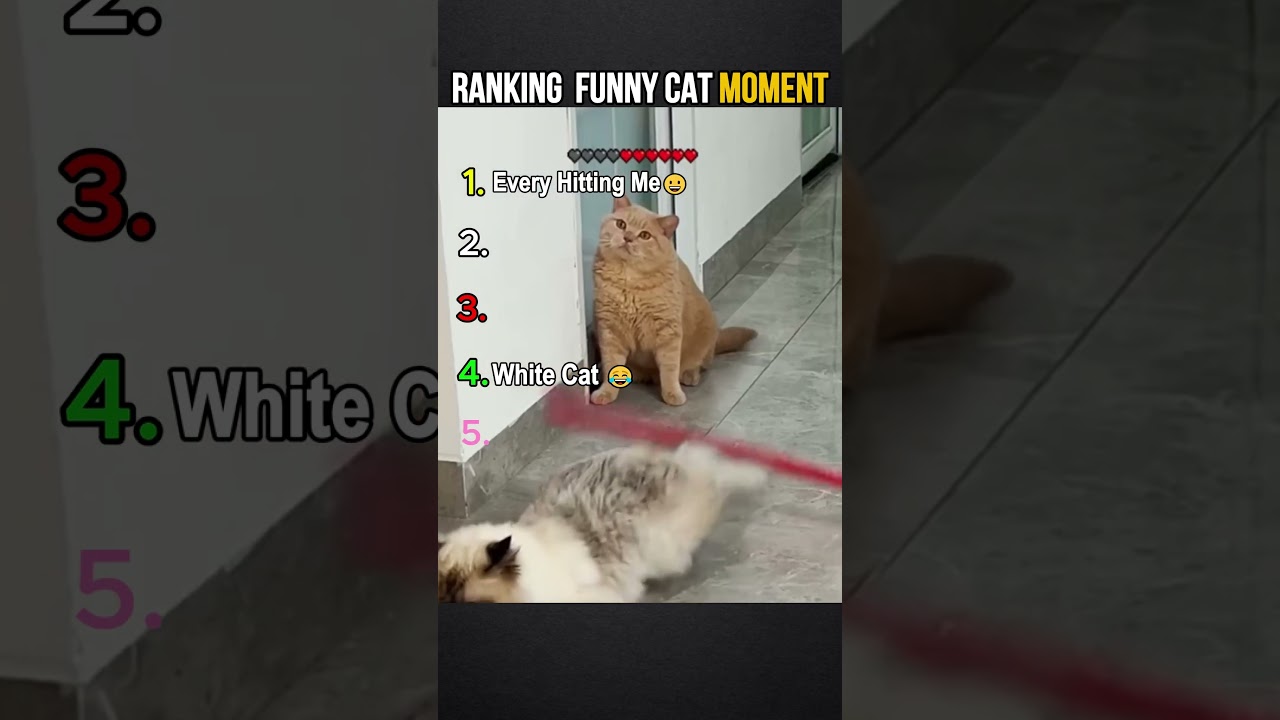 Ranking Funny Cat Moment  #shorts  #funnycatsvideo  #memes