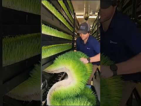 Making Of Artificial Grass