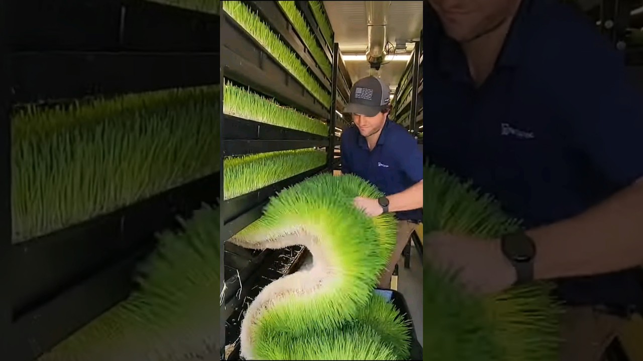 How Artificial Grass Is Made: A Step-by-Step Guide π±