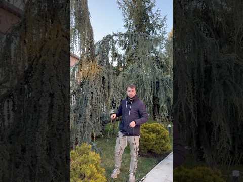 O ploaie de lumini - Cedru Pendul ✨