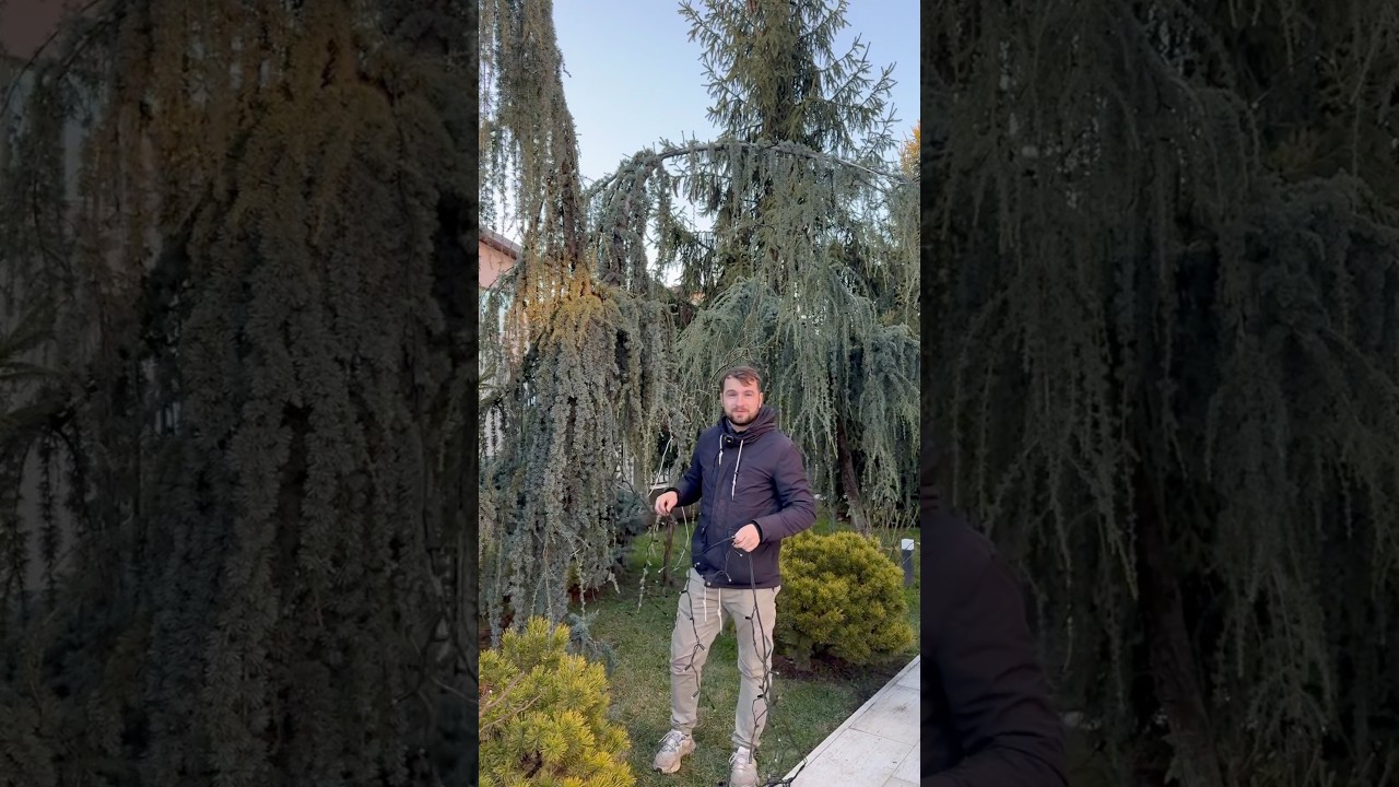 O Pluie de Lumini: Cedru Pendul ✨