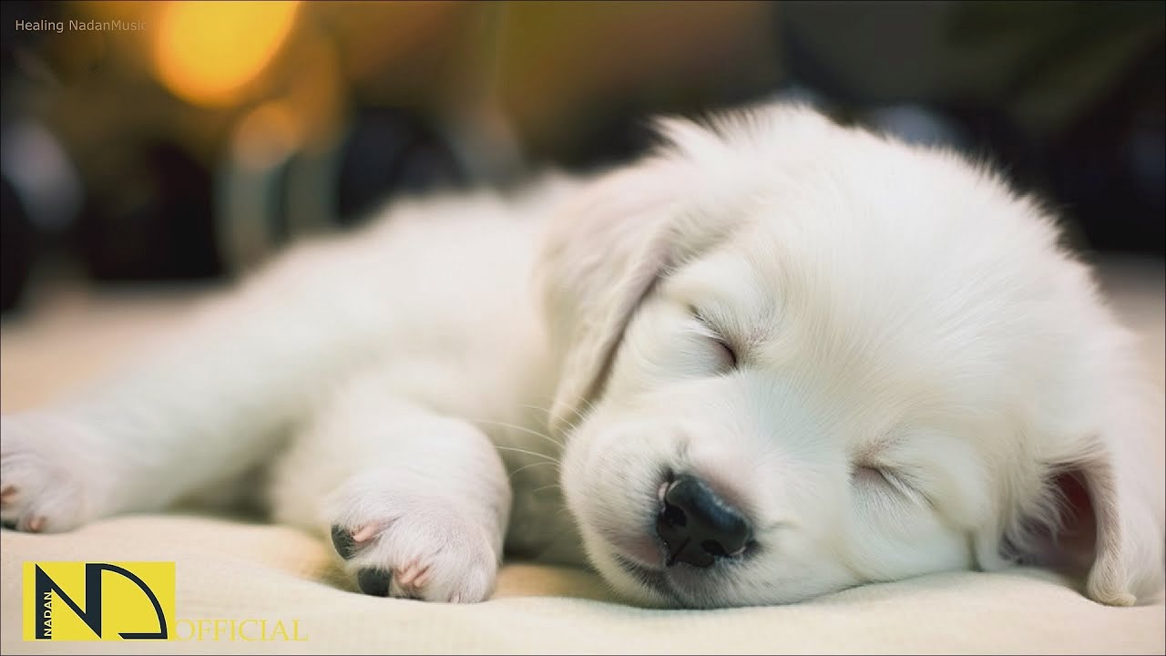 20 Hours of Calming Sleep Music for Dogs 🐶