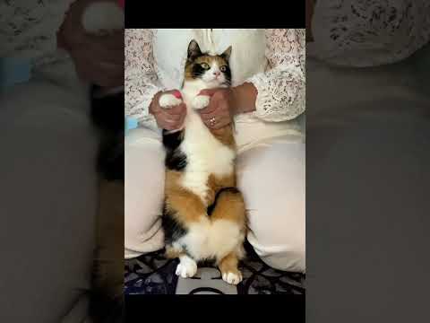Part 22 | Dance With Me β Disco Vibes Only! πͺ©πΎ #catdance #cute #cat #pets #funnycat #funny #shorts