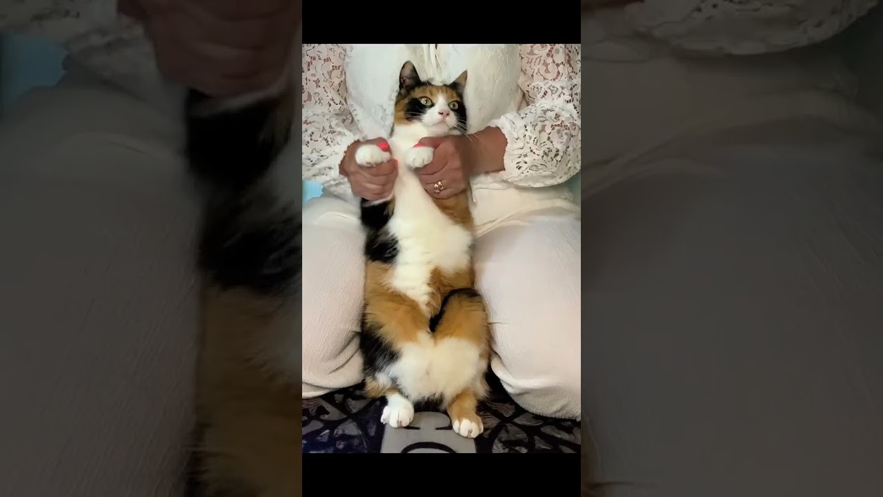 Dance With Me! 🪩 Disco Cats Bring the Fun to the Floor