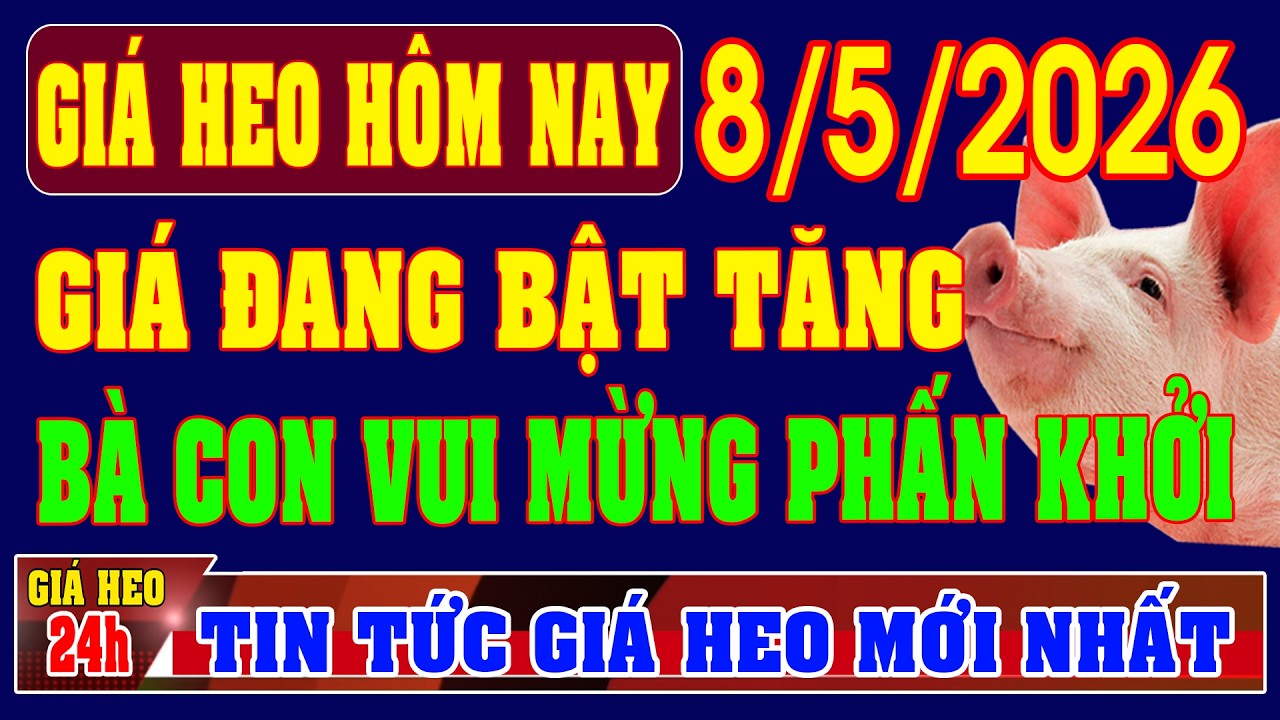 Giá Heo Hơi Ngày 8/5/2026: Tăng Mạnh, Vui Mừng 🐷