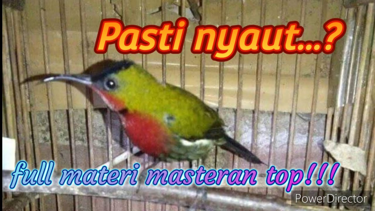 Kolibri Merak & Gunung: Pancingan Ampuh 🎣