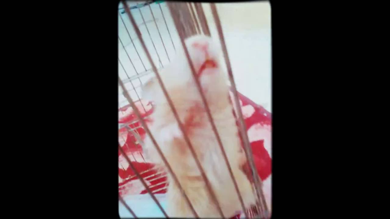 Baz Buz: A Unique Name