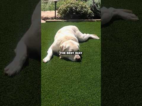 This is the best way to clean your artificial grass if you have a dog!