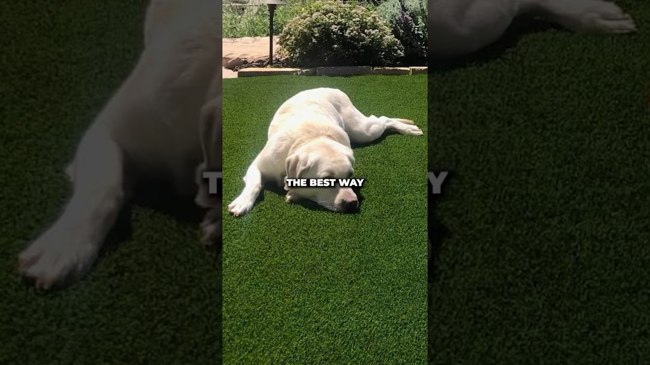 Top Tips for Cleaning Dog-Friendly Artificial Grass 🐶