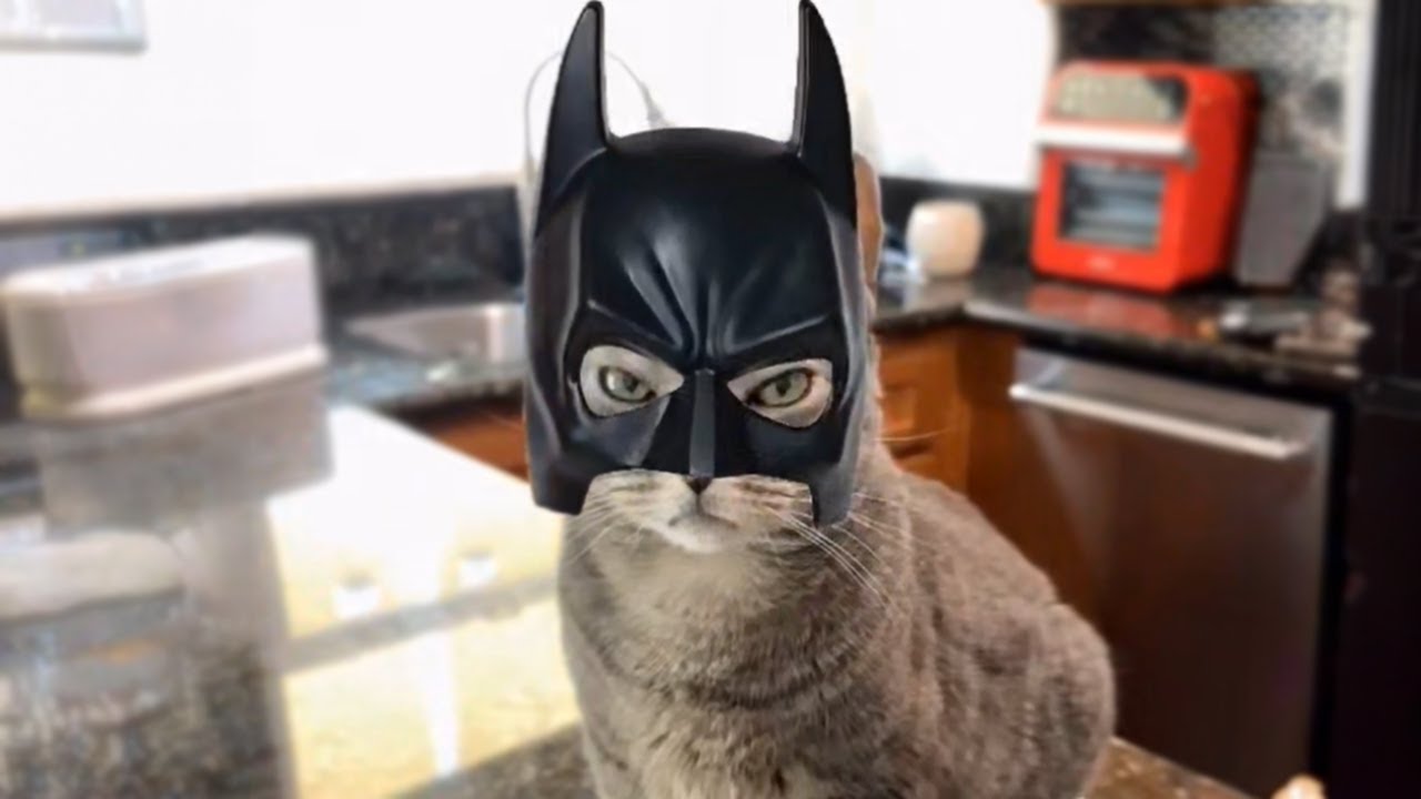 ET SI LES CHATS ÉTAIENT DES SUPER HÉROS