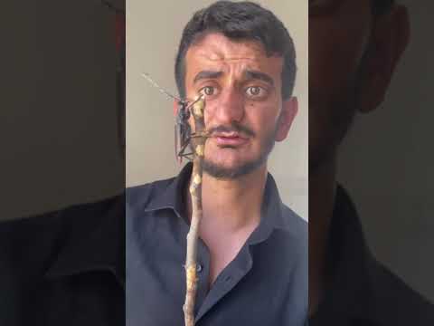 HİÇ BÖYLE BİR BÖCEK GÖRDÜNÜZ MÜ?#Shorts