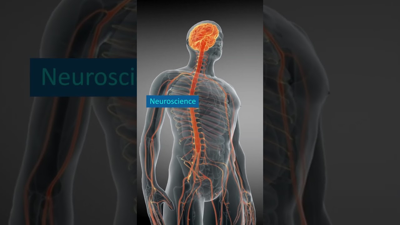 The 5 Major Fields of Neuroscience: Molecular, Cellular, System, Behavioral, and Cognitive