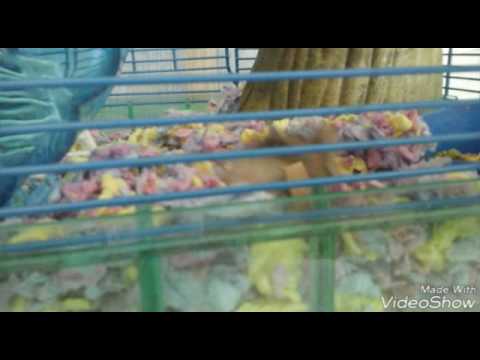 Hamizilla's Curious Adventure 🐾