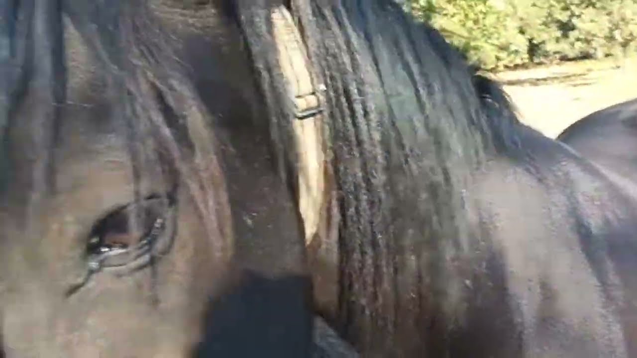 Comida para Trajano 🍽️ - Ventajas para miembros