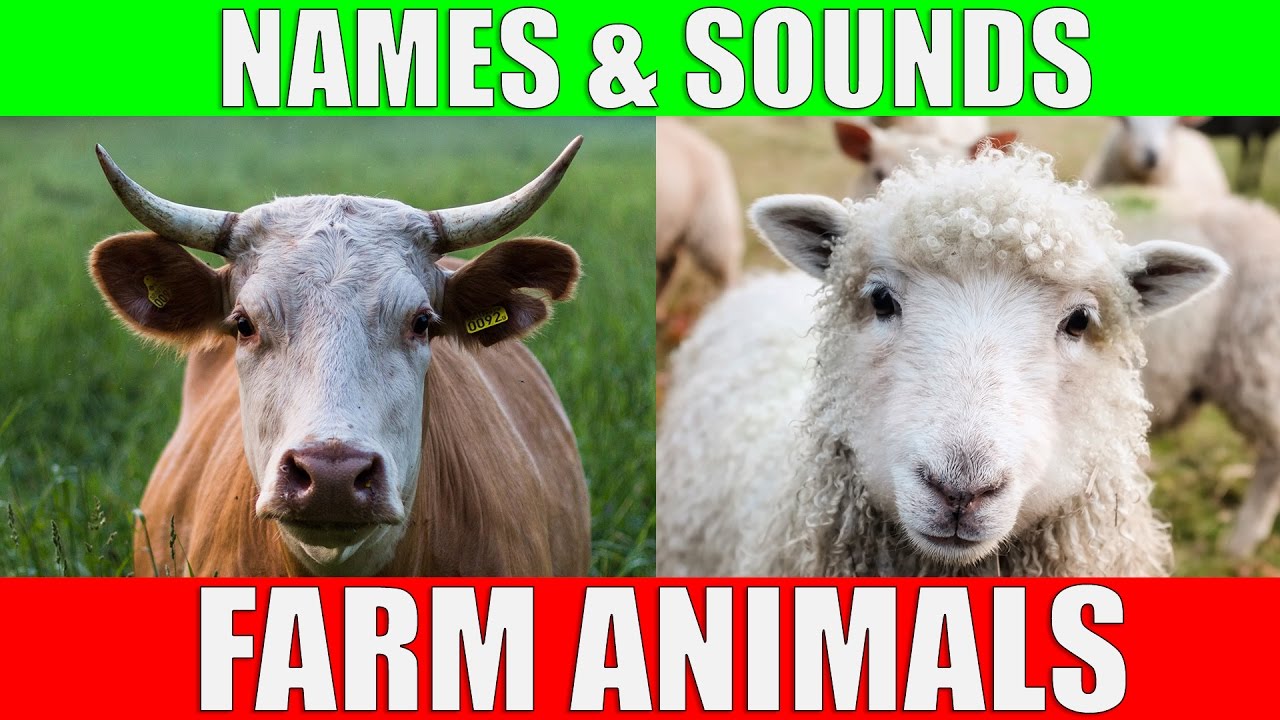 Farm Animal Names & Sounds for Kids 🐑