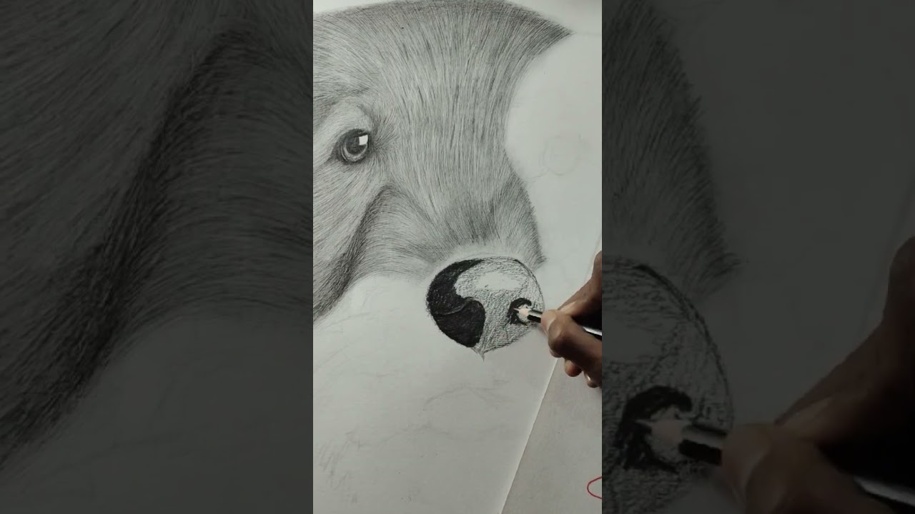Hyperrealistic Dog Nose Drawing | Short Video