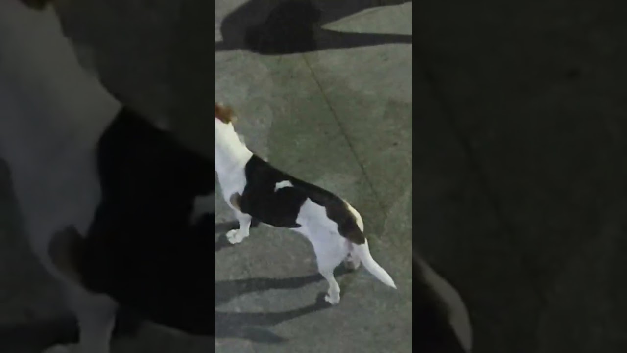 Street Dogs' Struggles 🐶