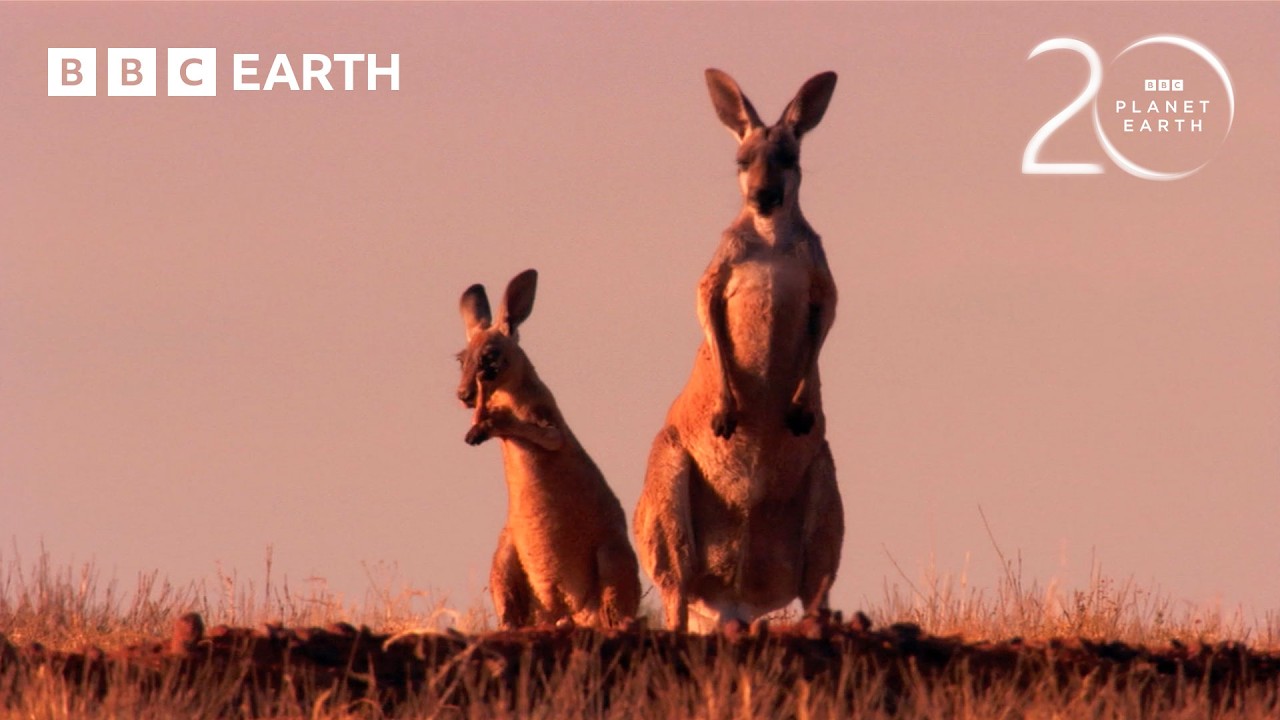 Kangaroos Survive Australia’s Heat 🌞