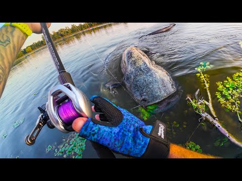 Pêche des GÉANTS de Loire du BORD: Je me fais attaquer ! 😨