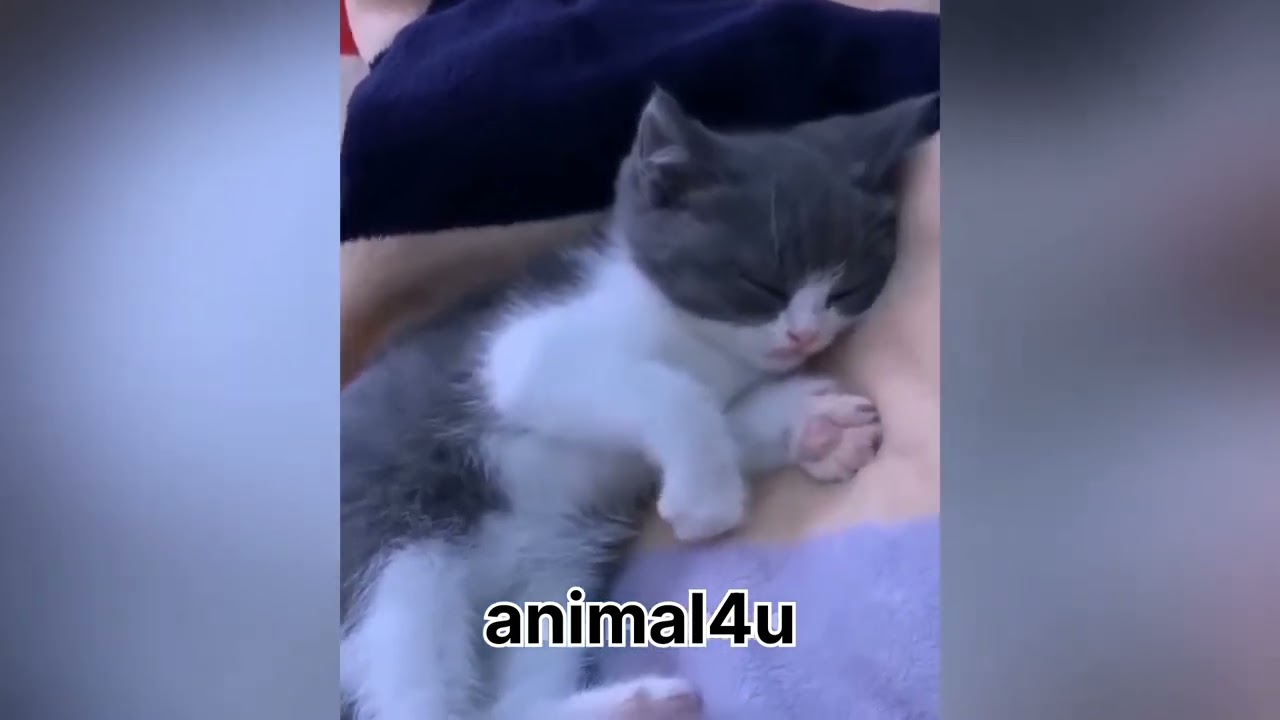 Hilarious Animal Moments 🐾