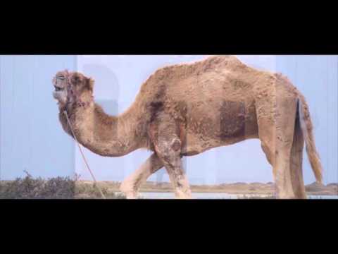 Balti Fel Barima Layam Kif Erih YouTube 720p