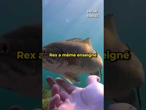 Il devient le meilleur ami d’un poisson dans un lac