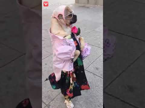 Funny Wedding Status: Chand Si Dulhan Arrives 😂