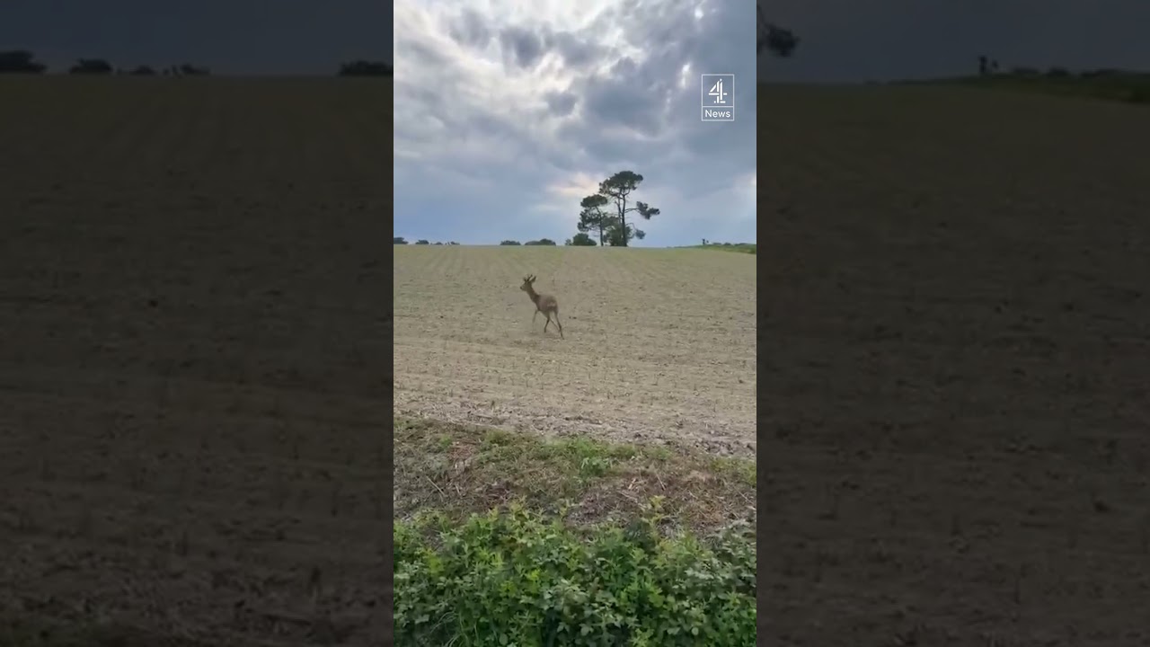 France Police Warn of 'Drunk' Deer on Roads 🦌