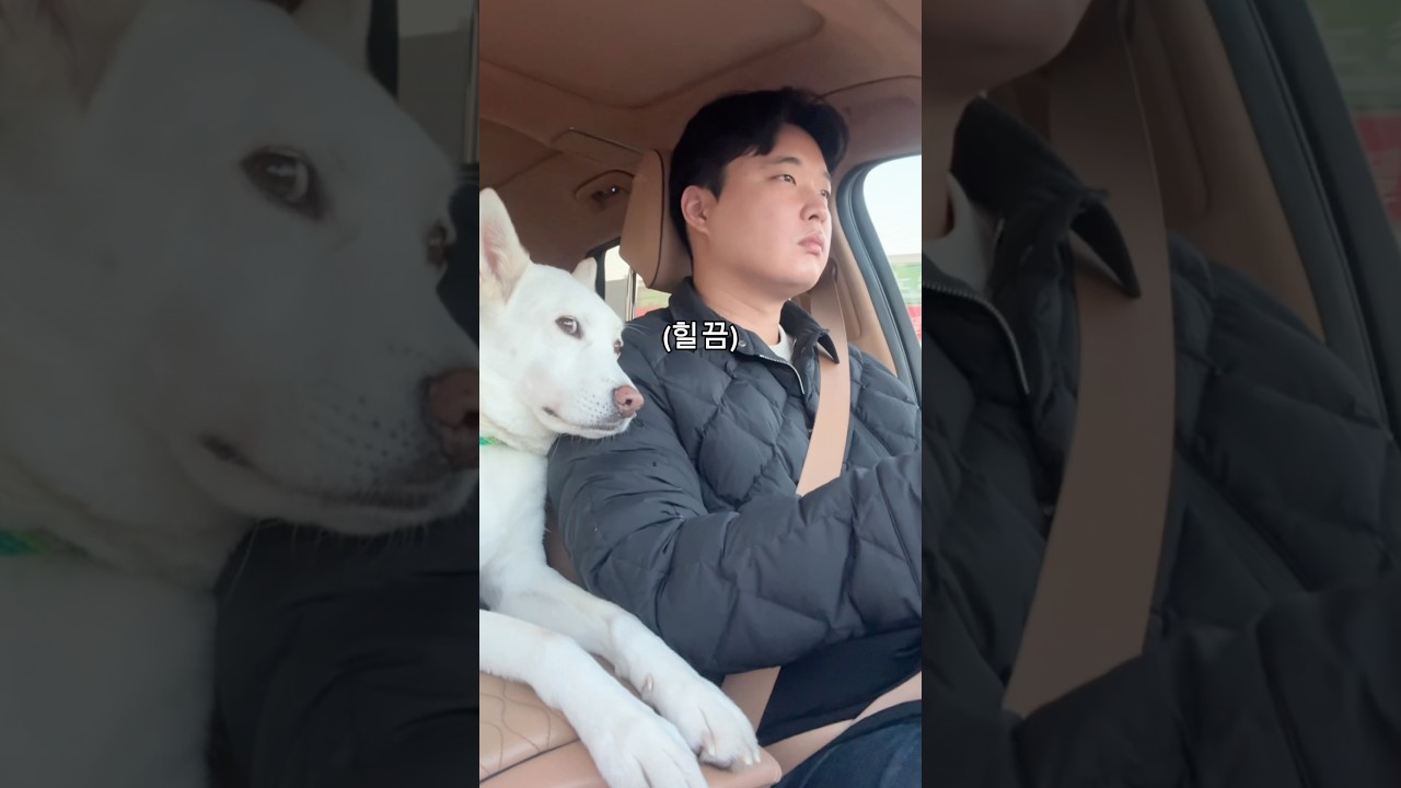 진돗개와의 오해로 상처 받은 이야기 🐶