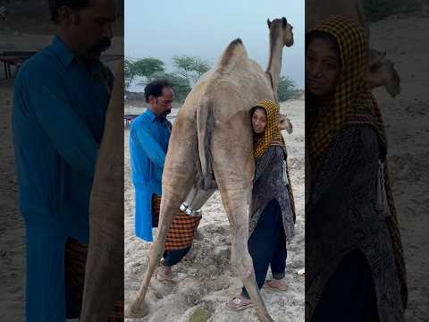 Camels milk #desert #Village life #morning routine #india #viral