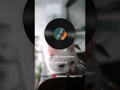 BLENDED | Little Kitten #asmr #easylisteningmusic #music #originalsound #peaceful #relax #sounds